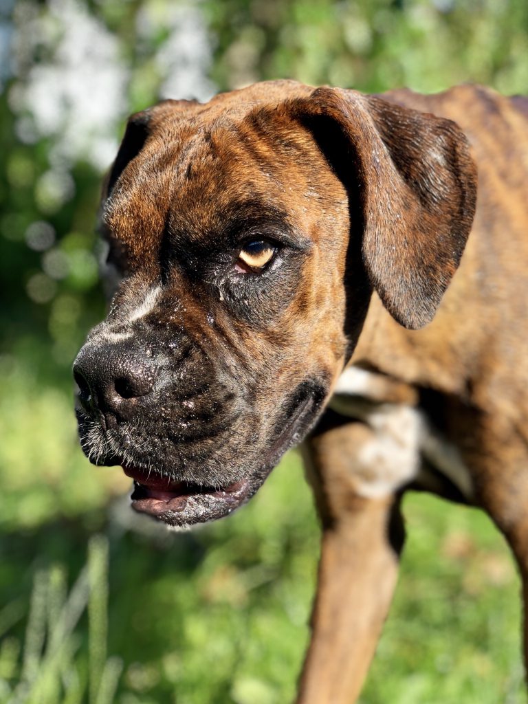 The Boxer that almost ate Derek's boot.