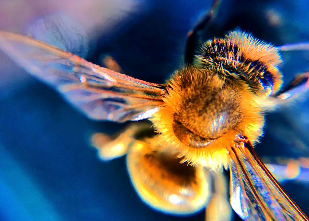 bees in an empty home
